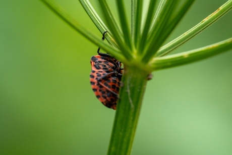 Pyjamaschildwants / Graphosoma italicum.