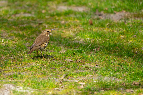 Zanglijster op zoek naar eten