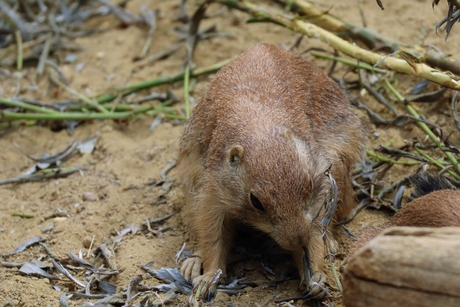 Zwartstaartprairiehond