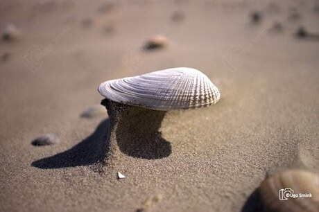 Beachart