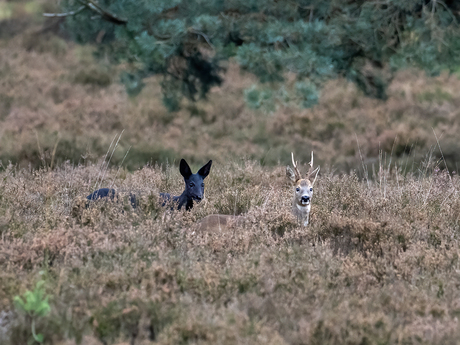 Reebok met zwarte Reegeit