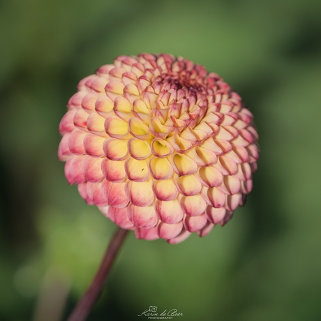 Fibonacci Dahlia