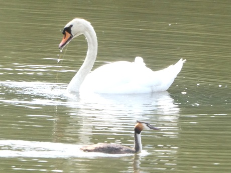 Zwaan met fuut