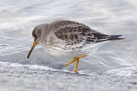 Paarse Strandloper