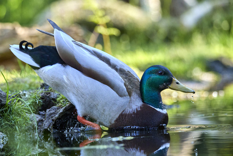 Wilde eend