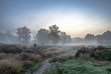 nevel op de heide