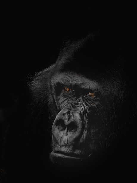 Gorilla 