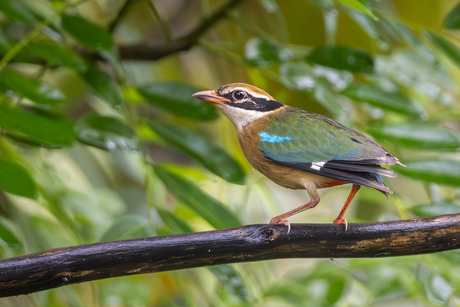 Negenkleurige pitta