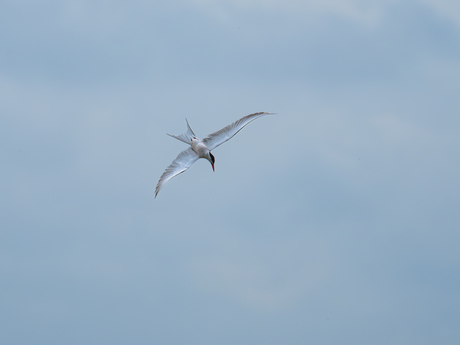 Tussen Lucht en Water