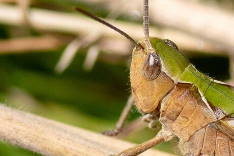Bruine veldsprinkhaan