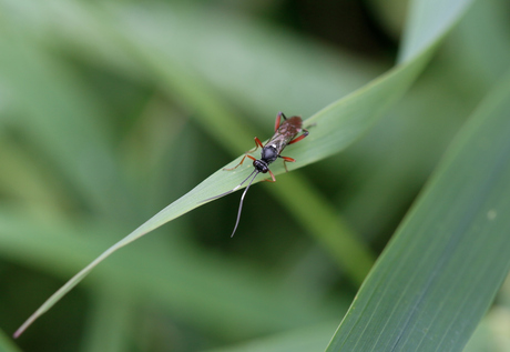 Ichneumon