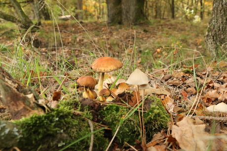 padenstoelen in het bos