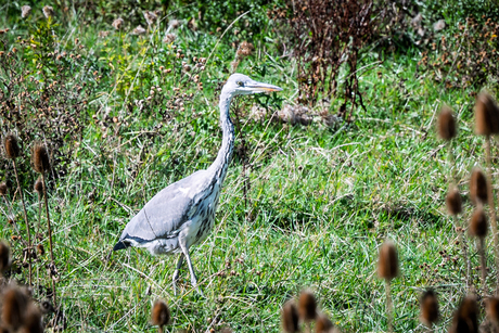 Vlaardingen, Broekpolder
