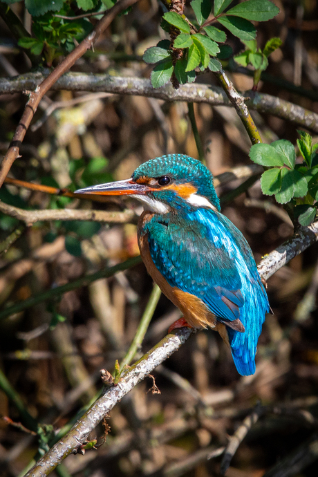 Mijn eerste ijsvogel :)
