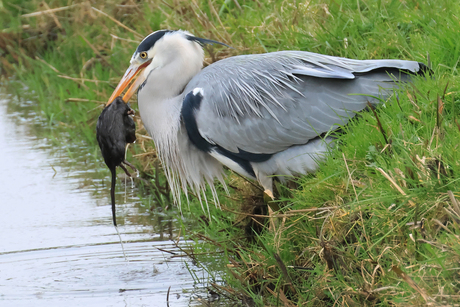 Blauwe reiger met rat-2