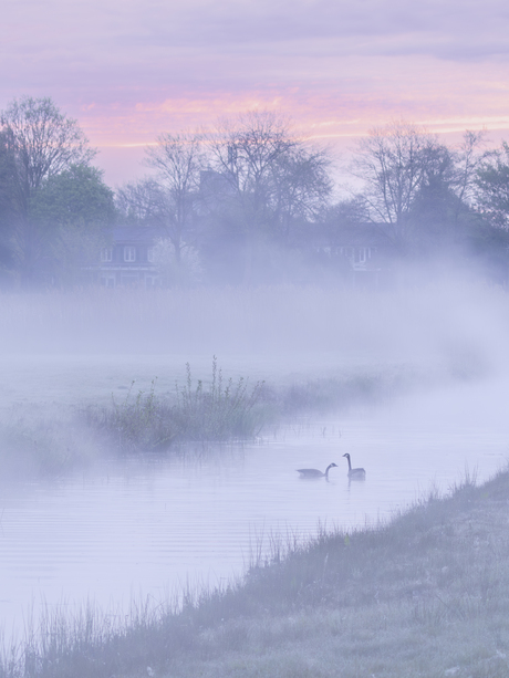Mist in het Bossche Broek