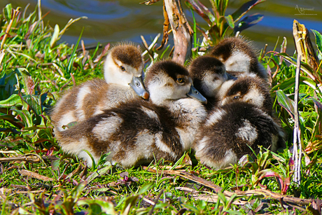 Nijlgans baby gansjes 