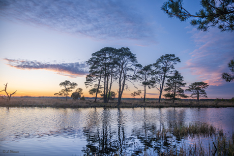 Dwingelderveld