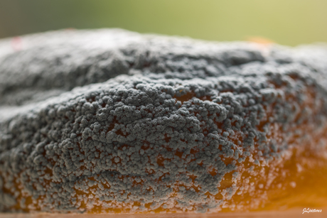 Penicillium italicum 