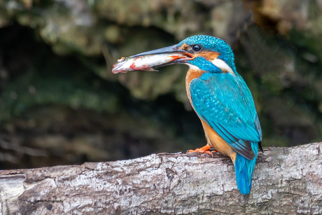 De IJsvogel.