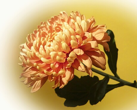 Chrysantheme 