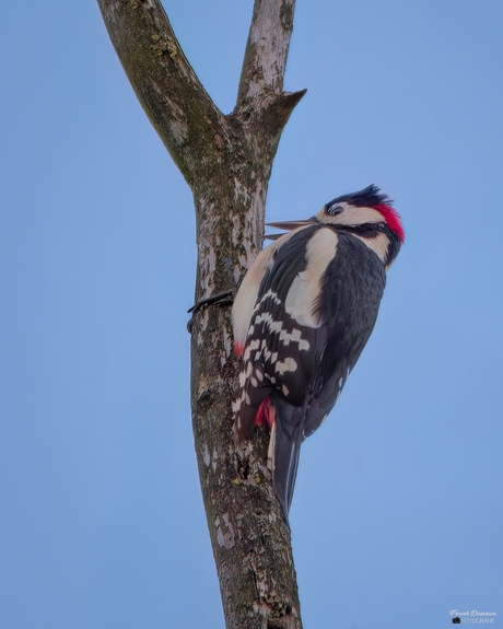 Grote Bonte Specht op Landgoed Ekenstein.