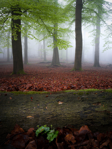 De omgevallen boom