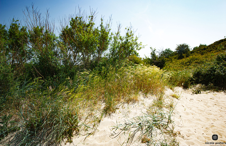 natuur op de duinen dishoek