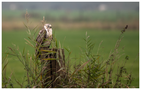 Buizerd verstopt zich (denkt ie) 