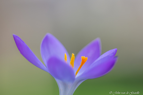 Lila Krokus voorjaarsbloem in close-up