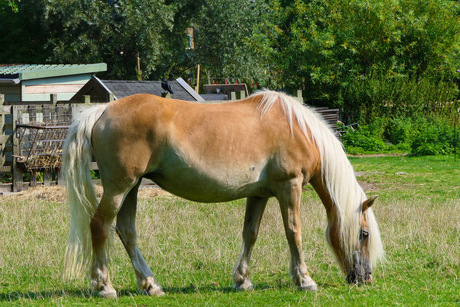 Haflinger