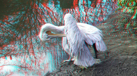 pelican Blijdorp Zoo Rotterdam  2026 3D anaglyph stereo Fuji-W3