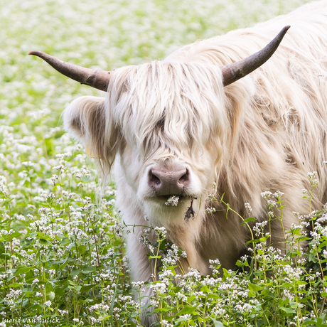 Schotse hooglander snoept van het boekweit