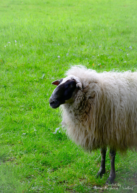 Drentse Heideschaap