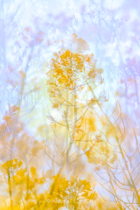 multiple exposure van raapzaad