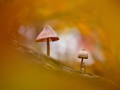 Herfstig familieportretje 