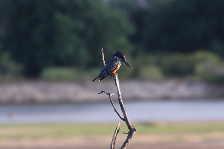 Big kingfisher