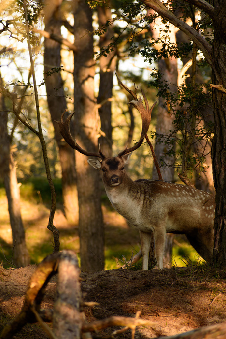 Hert in de Amsterdamse Waterleidingduinen