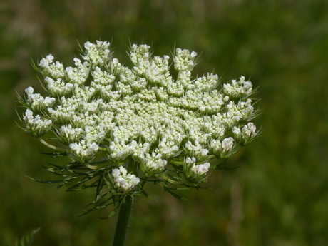 Schermbloem