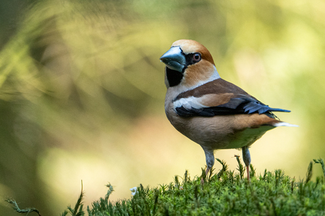 Appelvink