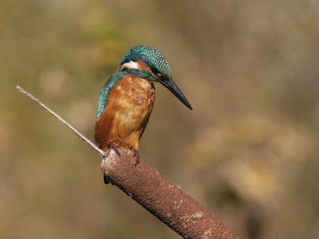 IJsvogel met sigaar