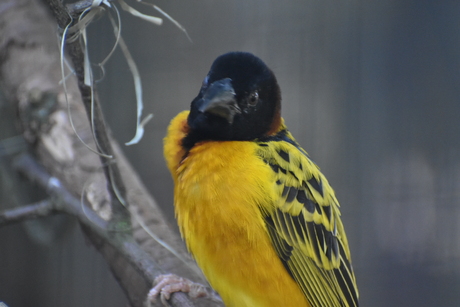 Kijk eens naar het vogeltje