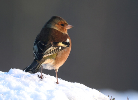 vink