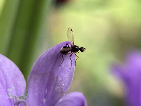 Macro insect