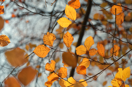 Herfstblaadjes