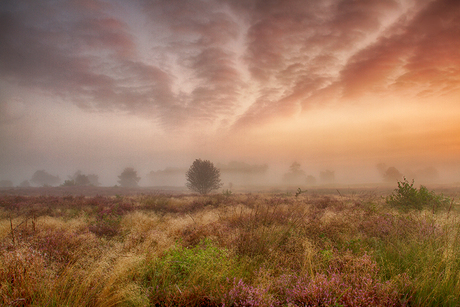 A wonderful morning in the Engbertsdijksvenen