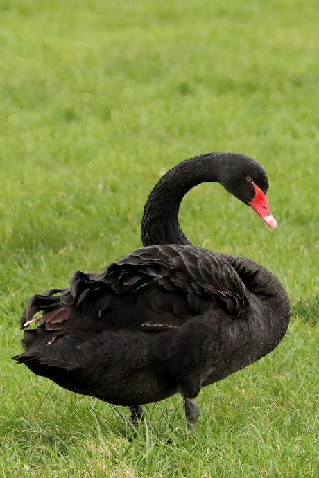 Zwarte zwaan