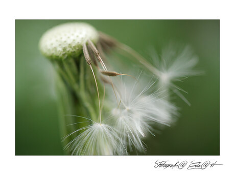 dandelion  2