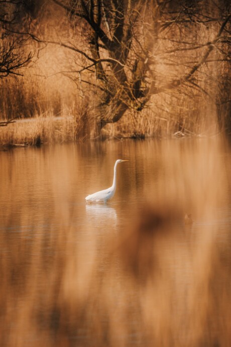 Zilverreiger