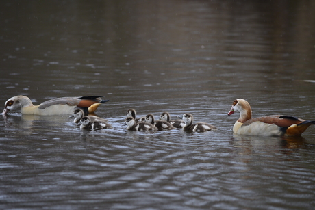 Canadese Ganzen met hun eerste broedsel